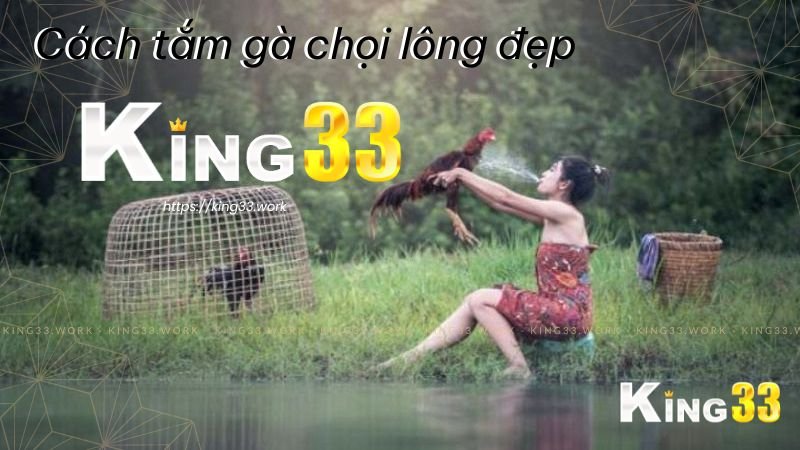 King33 chia sẻ cách tắm gà chọi lông đẹp, đá chiến 2 Các phương pháp “cách tắm gà chọi” vô cùng hiệu quả cho gà chiến