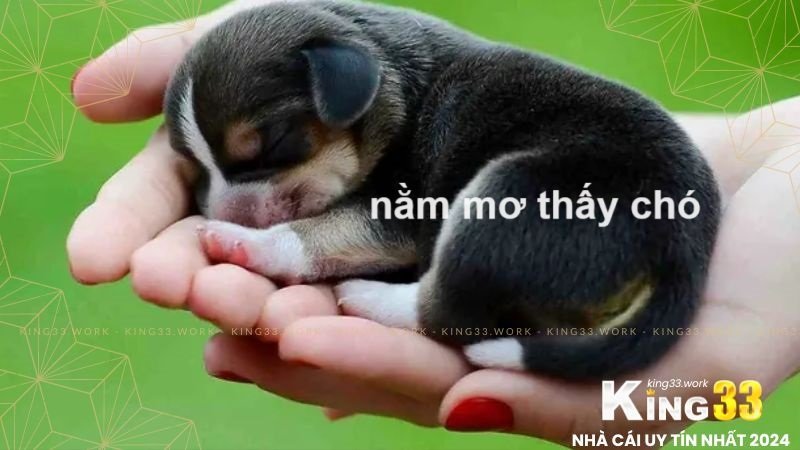 King33 - nằm mơ thấy chó, chia sẻ con số may mắn 1 Nằm mơ thấy chó