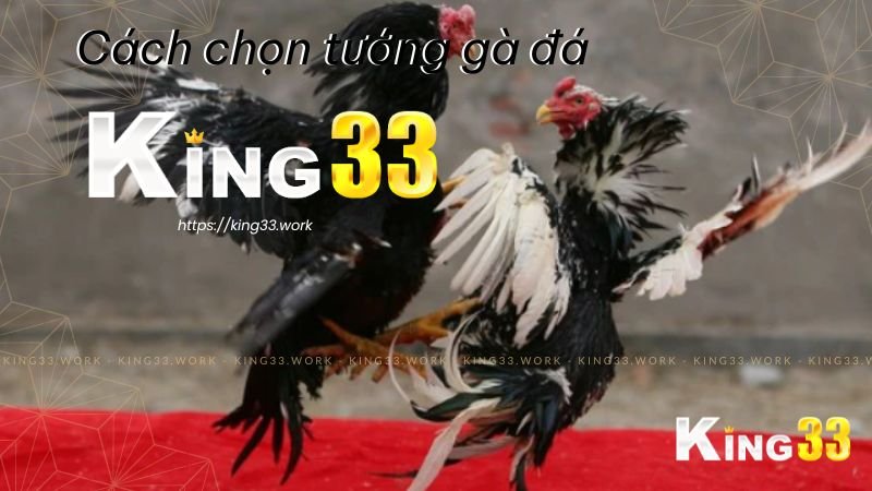 Cách Chọn Tướng Gà Đá: Bí Quyết Cho Anh Em King 33? 1 Cách chọn tướng gà đá King 33