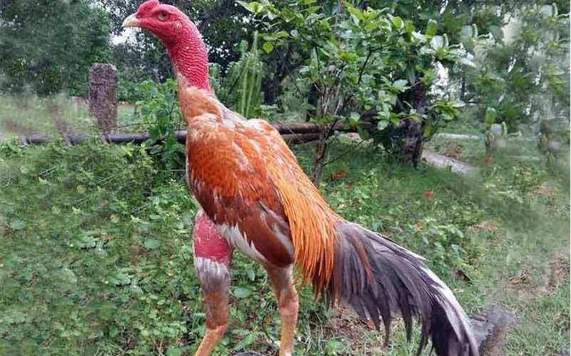 Cách Chọn Tướng Gà Đá: Bí Quyết Cho Anh Em King 33? 2 Cách xem tướng gà đá mới nhất