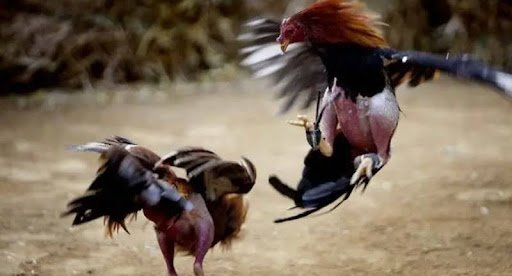 King33: Đá Gà Cựa Dao Là Gì? Tất Cả Những Điều Cần Biết 2 Quy trình đá gà cựa dao tại king 33