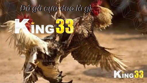 King33: Đá Gà Cựa Dao Là Gì? Tất Cả Những Điều Cần Biết 1 Đá gà cựa dao King33